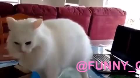 Funny and Cute Cat Videos #239