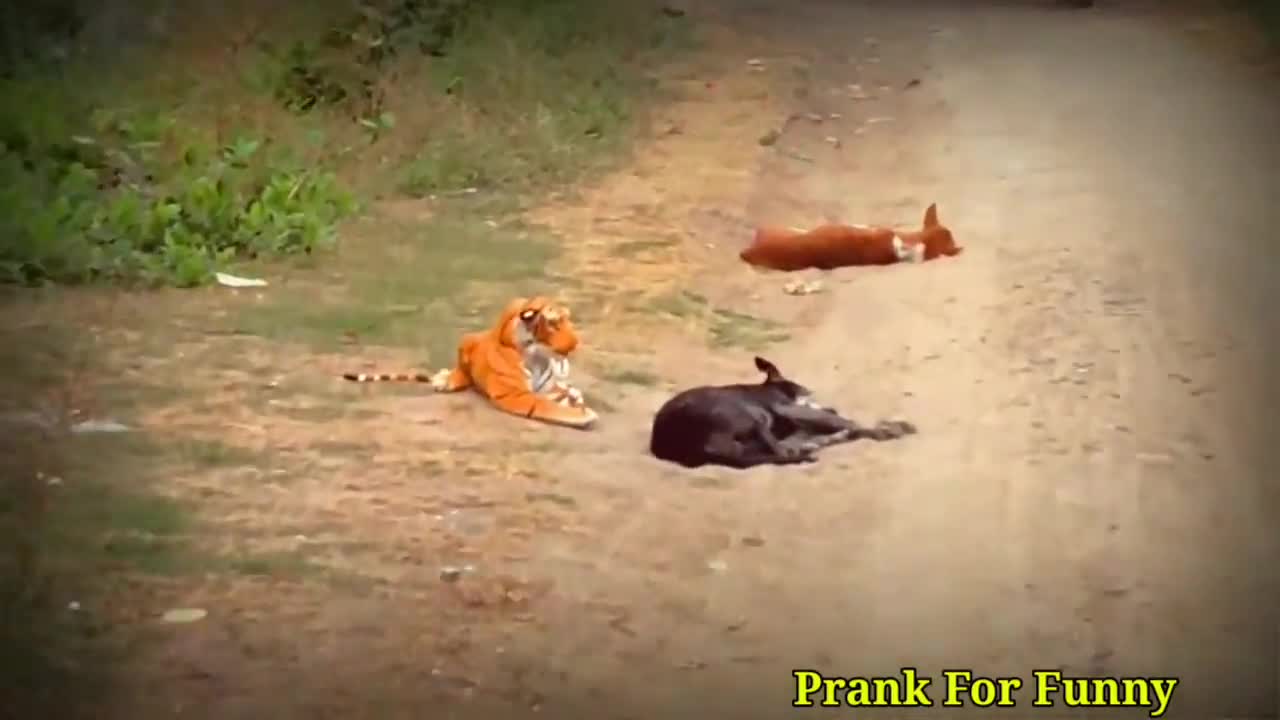 Funny Dog Prank..