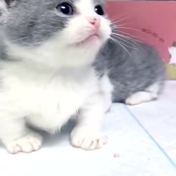 Told me this morning that he was being bullied.