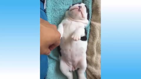 cute and funnest animal