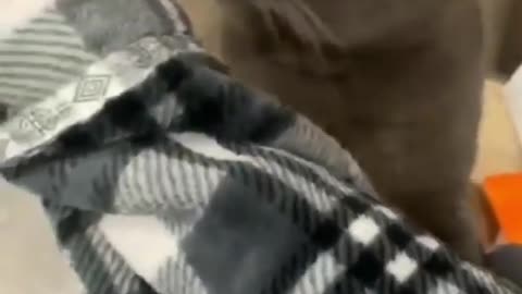 This cat is crazy and funny