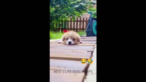 Funny Dog