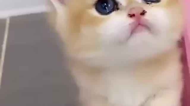 Cute Cat with Adorable Eyes
