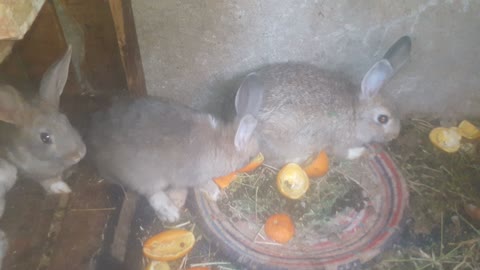 A group of rabbits They love each other