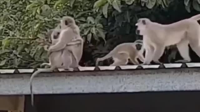 Family reunion in the animal kingdom