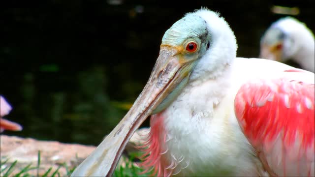 Step Away From Spoonbill Attack