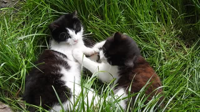 Cute cats playing with each other!