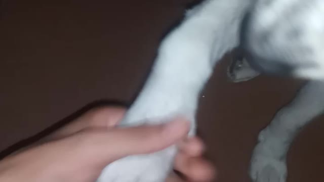 Mi gran amigo saludando.