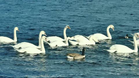 Duck floting,real beauty 💓💓