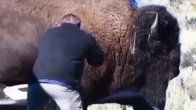 Bison blocking the road