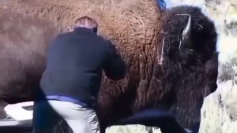 Bison blocking the road