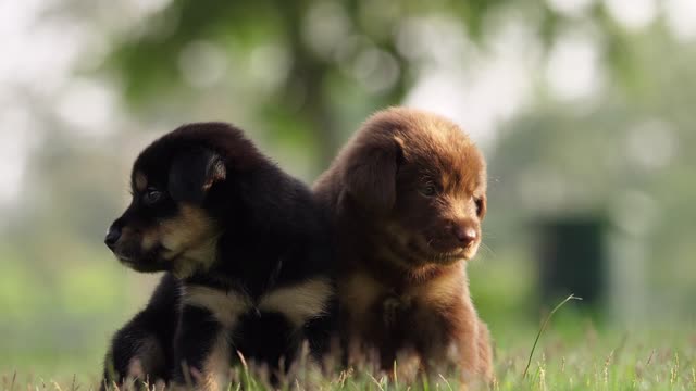 Cute Puppy Baby dog Love in Park II Part-1