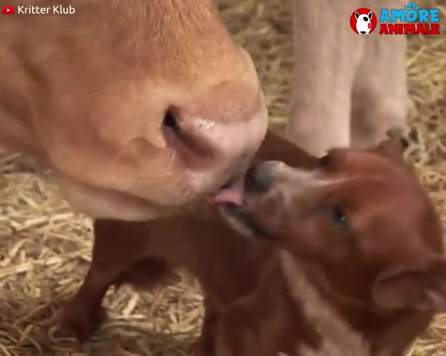 Cub est séparé de la vache qui la élevé