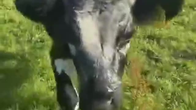 Adorable cow happy jumping seeing the owner