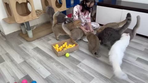 FUNNIEST VIDEOS OF CATS AND DOGS.