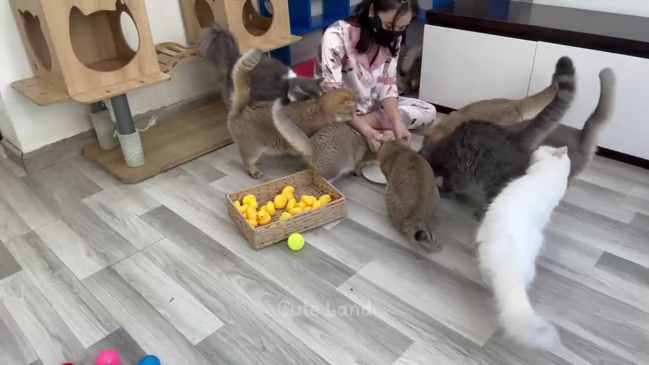 FUNNIEST VIDEOS OF CATS AND DOGS.