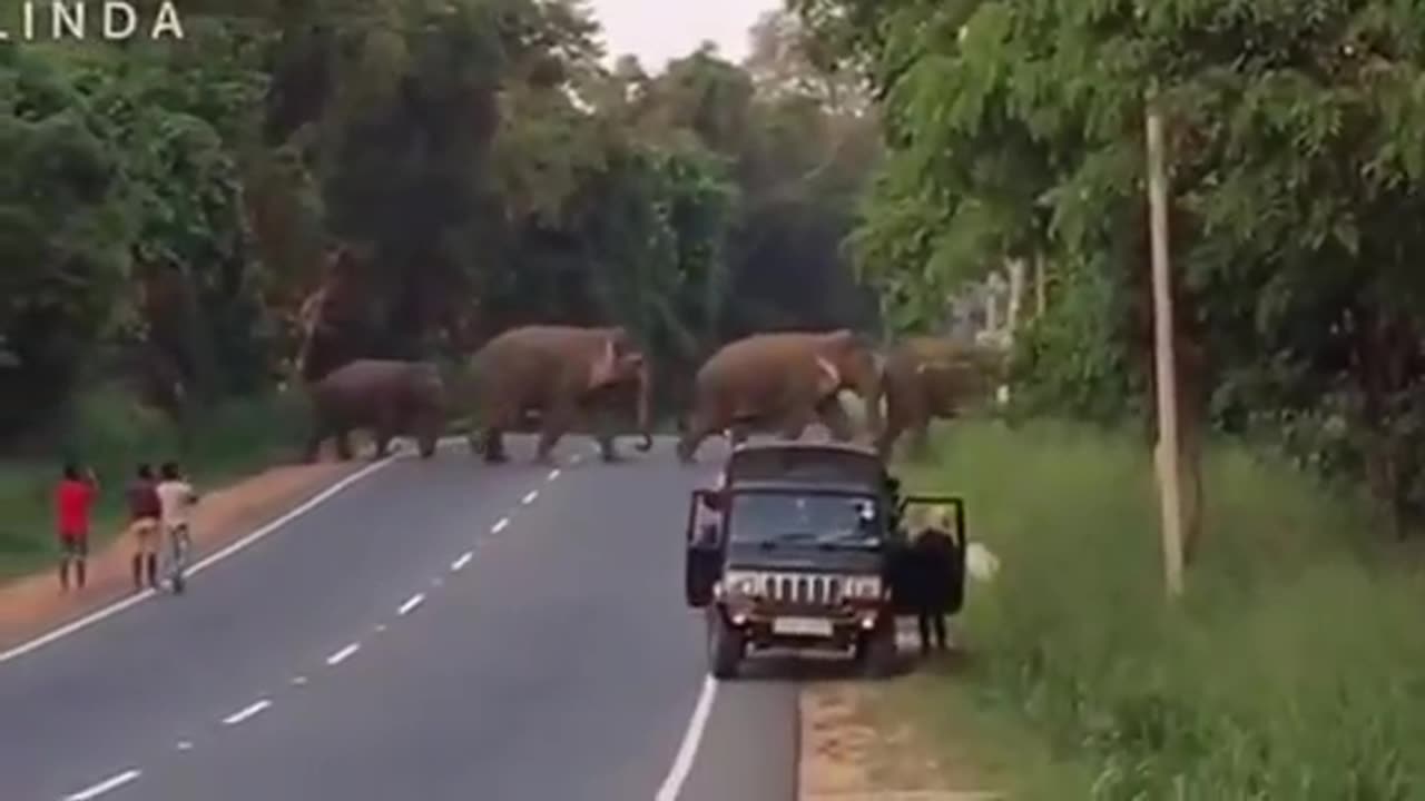 Elephant Kingdom ! Massive Elephant Crossing Road