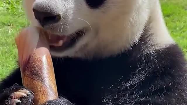 Hungry panda