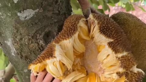 Kis kis ko pasand hai Katthal #Jackfruit #jackfruitlovers