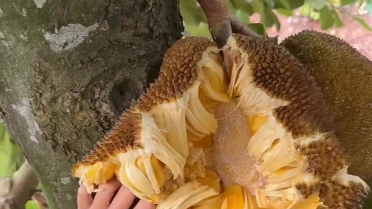 Kis kis ko pasand hai Katthal #Jackfruit #jackfruitlovers