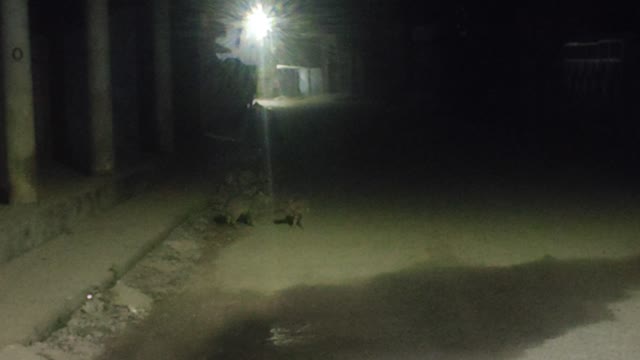 Let night cat fighting
