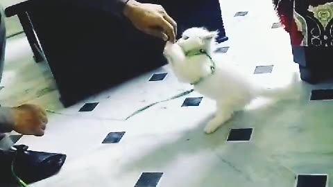 Cute cat