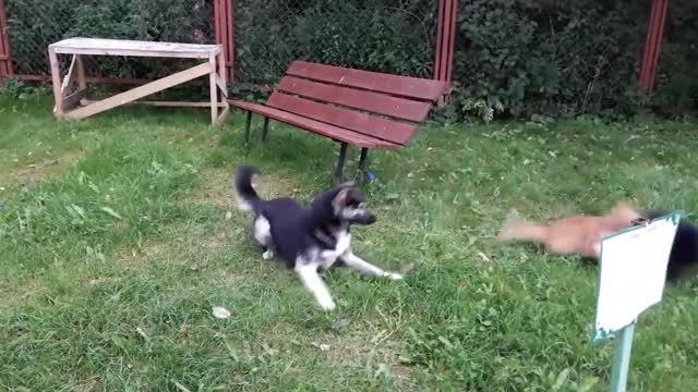 Super animals protecting their owners