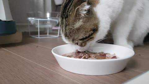 맛있는 통조림 식품을 먹는 아기 scottishfold.