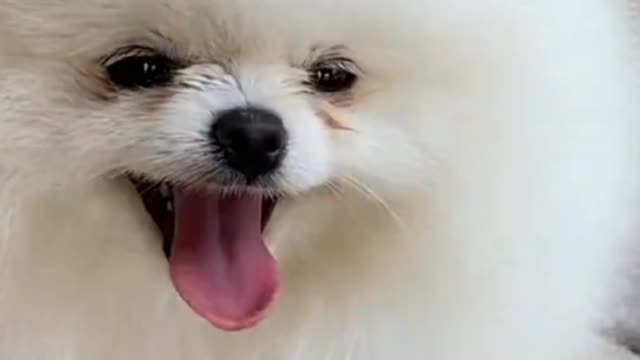 Baby dogs- cute and Funny dogs videos, dog in relaxing mode