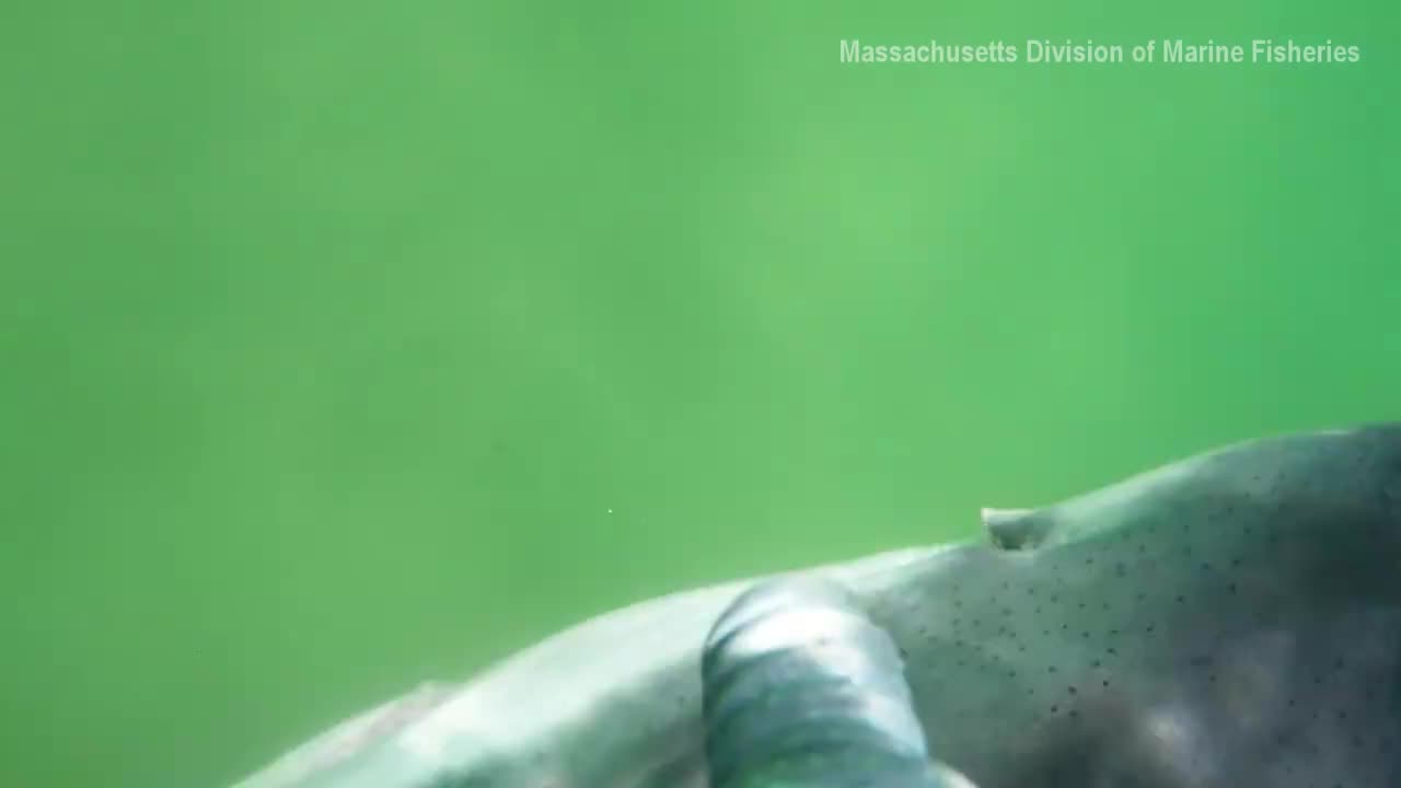 Chilling Underwater Footage Of Great White As It Attacks The Camera