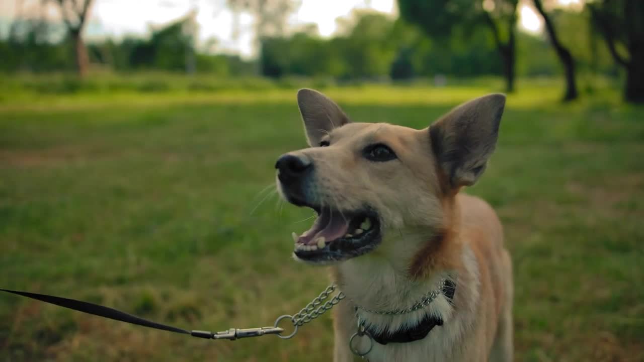 Mongrel dog on a leash in the park. The doggy wags its tail and smiles. Close to dog's face