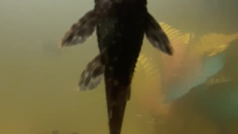 Hypostomus plecostomus