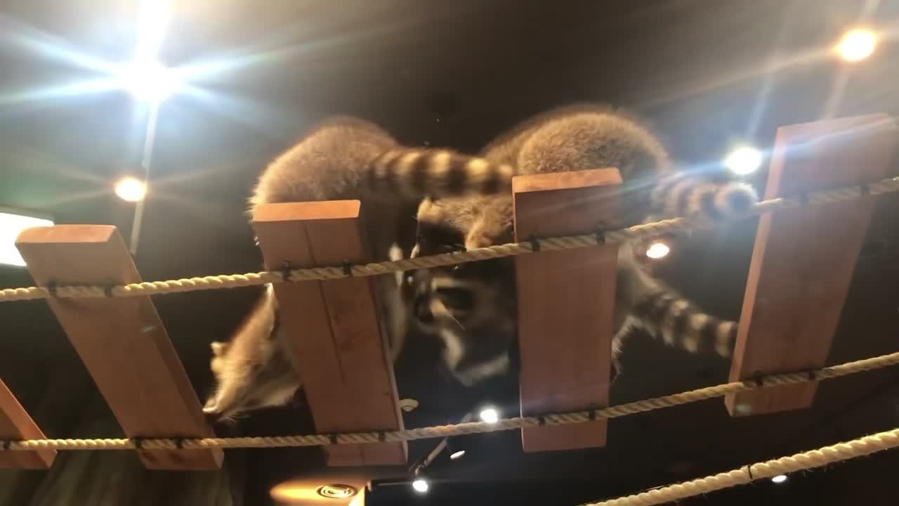 The raccoons having fun themselves