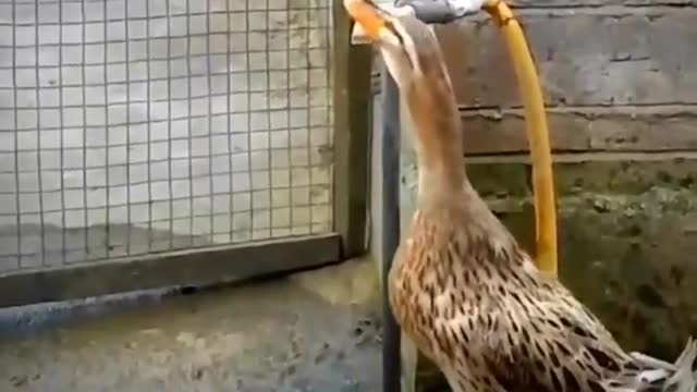 thirsty duck