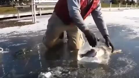 This is a beautiful and charming water-dwelling species