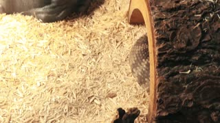 Blacktail rattlesnake feeding