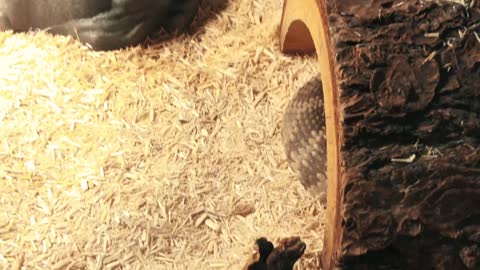 Blacktail rattlesnake feeding