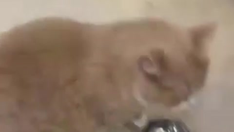 Cat and Dog funny video