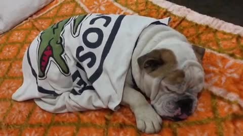 O sono profundo do Bulldog Gordurinha Monster