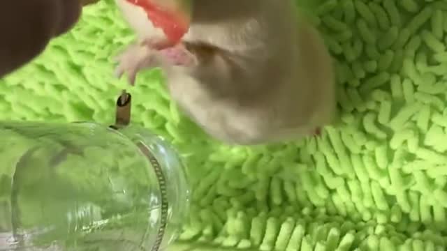 You must have never seen a cute guinea pig eating