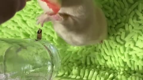 You must have never seen a cute guinea pig eating