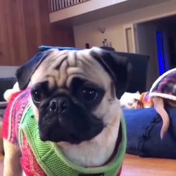 No podía más de la tristeza al separarse de su papá humano