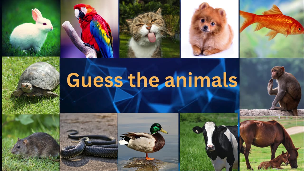 Guess the Animal