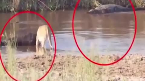 crocodile hunt lion.mp4