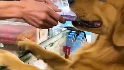 Smart dog and Human Life, Dog, Tik Tok Funny. #Shorts