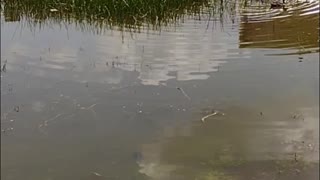 The nature zone: A family of ducks swimming in the everglades