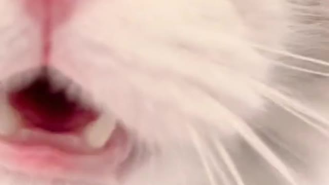 guess what she meowing