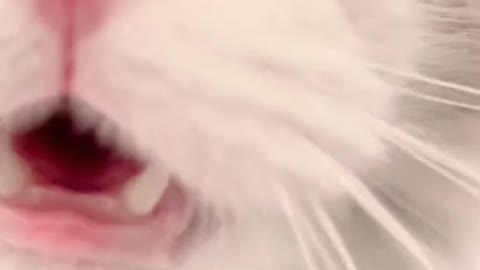 guess what she meowing