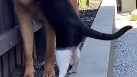 Clips😹_ Pet Animals Best Funny Clips😂_ Funny Animals shorts _