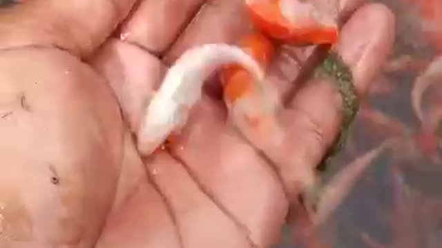 Baby Fish